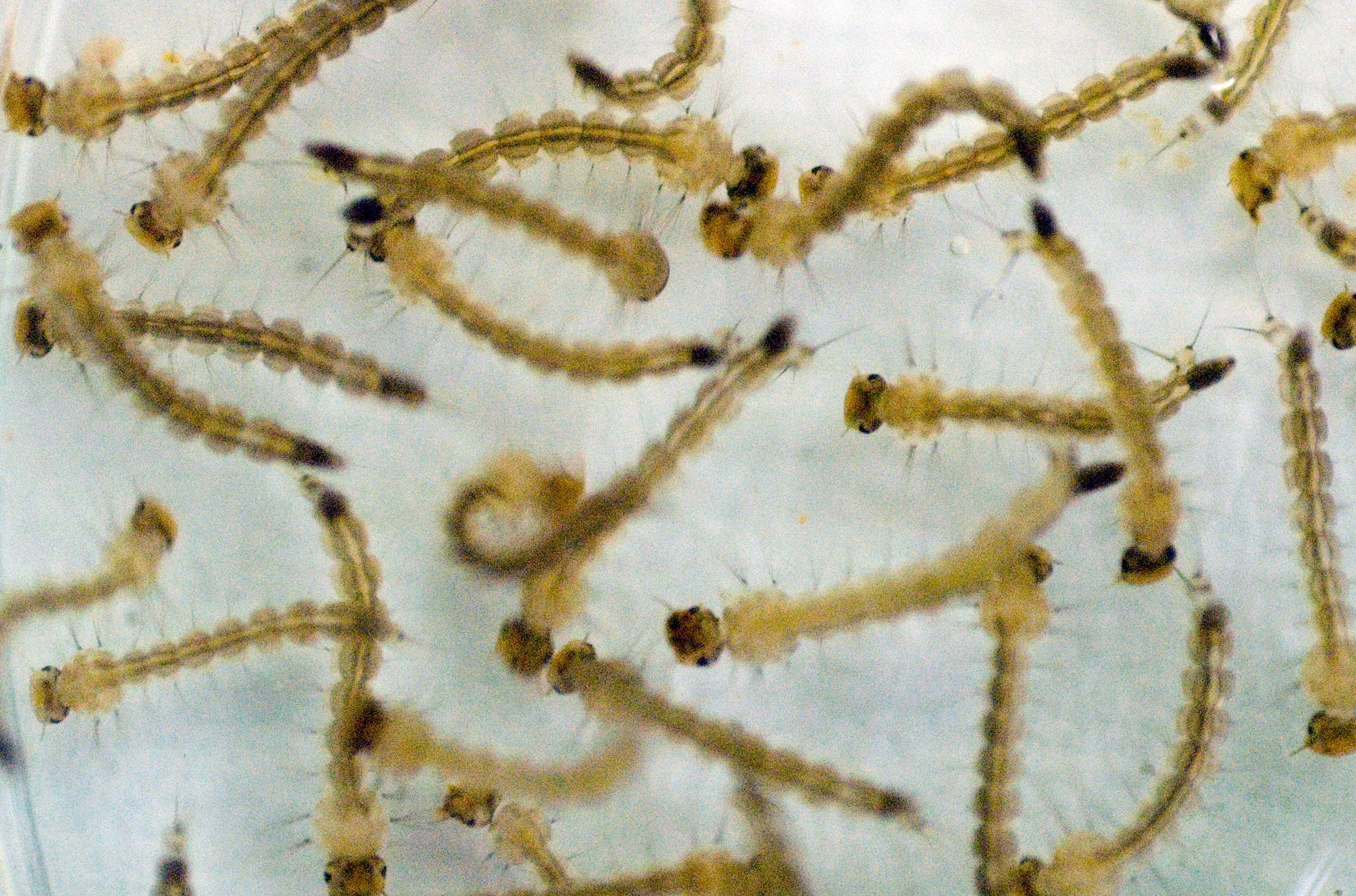  | Raul Santana/Fiocruz Imagens