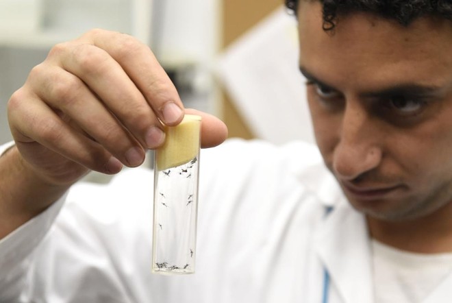 Cientista analisa espécimes do Aedes aegypti, mosquito transmissor do zika | HELMUT FOHRINGER/AFP
