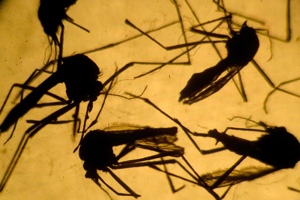 Exemplares do mosquito Aedes aegypti, o transmissor do zika vírus | Marvin RECINOS/AFP