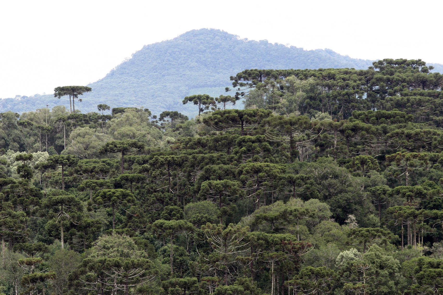 Monitoramento por meio de drones facilitará acesso rápido a áreas de mata fechada e permitirá resposta mais ágil no combate ao desmatamento. | Henry Milleo/Arquivo/Gazeta do Povo