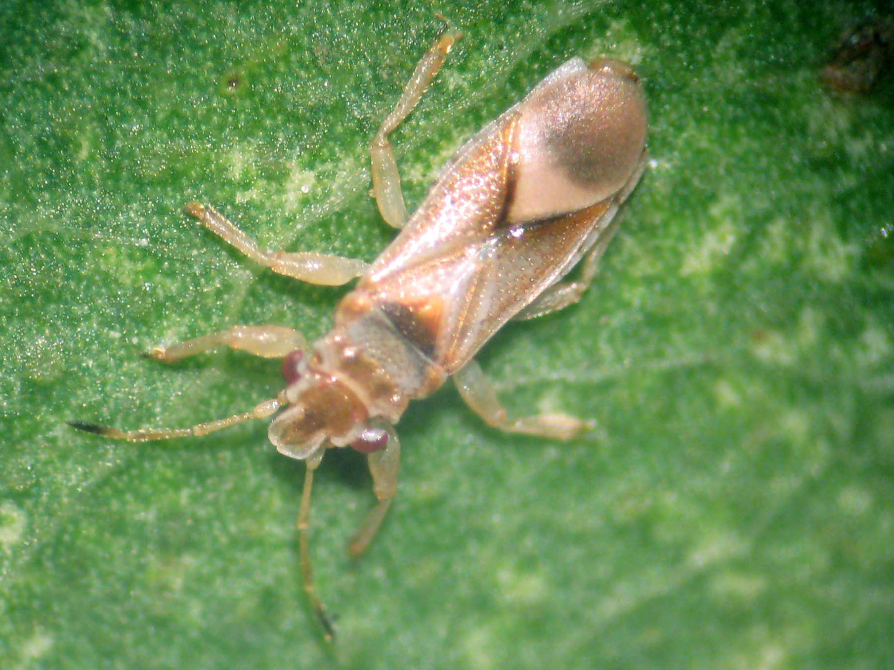 | Adelita M. Linzmeier/Adelita M. Linzmeier