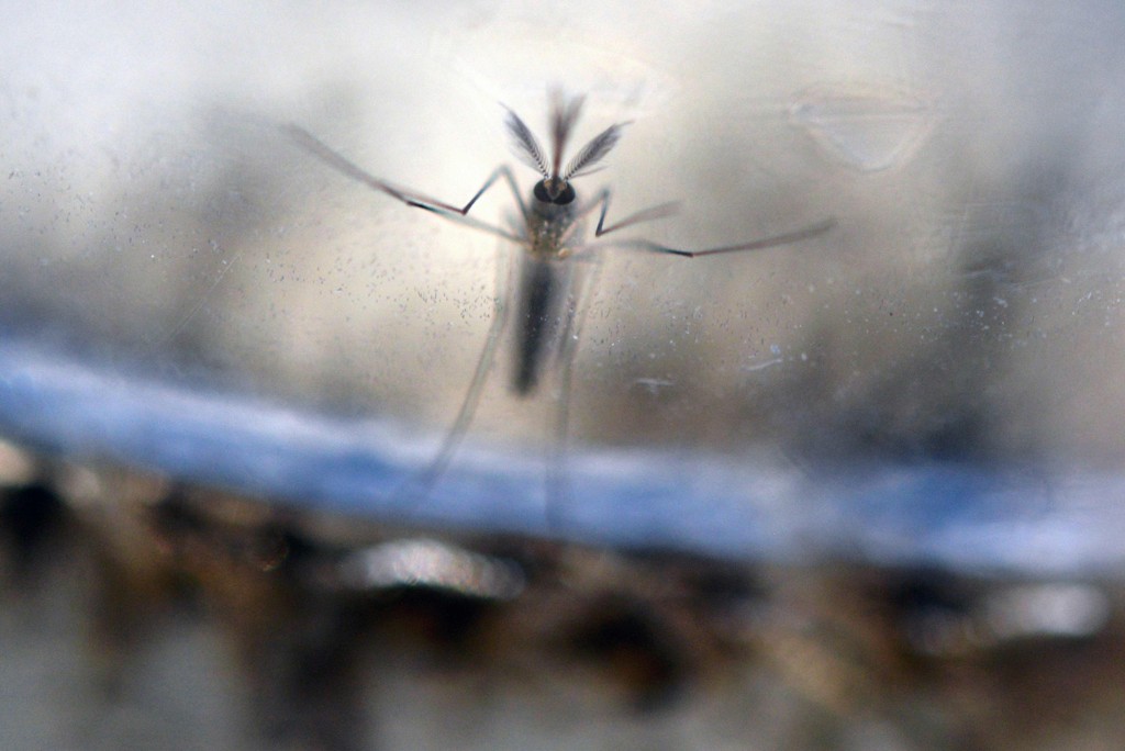 Aedes aegypti, o mosquito transmissor do zika vírus