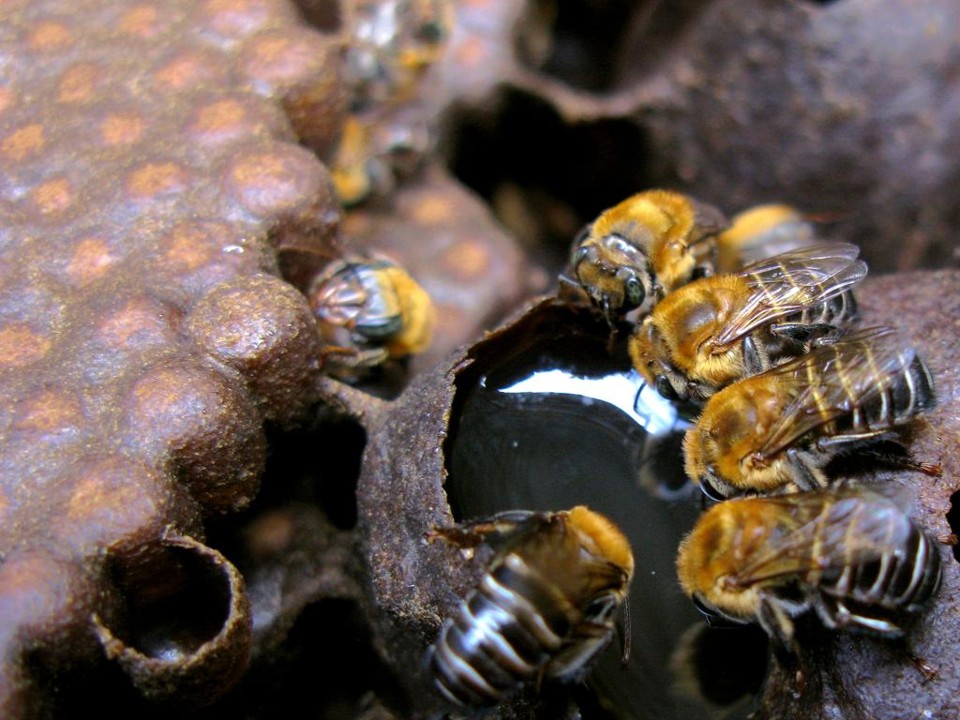 Existem mais de 20.000 espécies de polinizadores, sejam selvagens, como as borboletas ou o os mamangabas, ou domésticos, como a abelha-europeia (Apis mellifera), que fabrica mel. | Instituto Biológico/Divulgação
