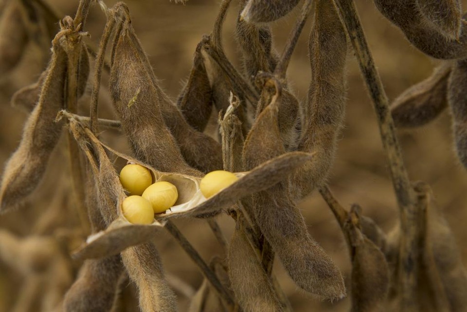 Na região da cooperativa Castrolanda cerca de 30% dos 90 mil hectares dedicados a oleaginosa receberam grãos não-transgênicos. | Hugo Harada/Gazeta do Povo
