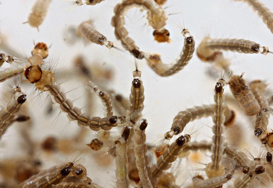 Mais gente contaminada circulando e mais mosquitos voando: está feita a combinação para o desastre. | Danial Castellano/Gazeta do Povo