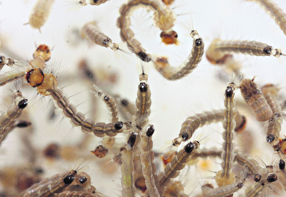 Mais gente contaminada circulando e mais mosquitos voando: está feita a combinação para o desastre. | Danial Castellano/Gazeta do Povo
