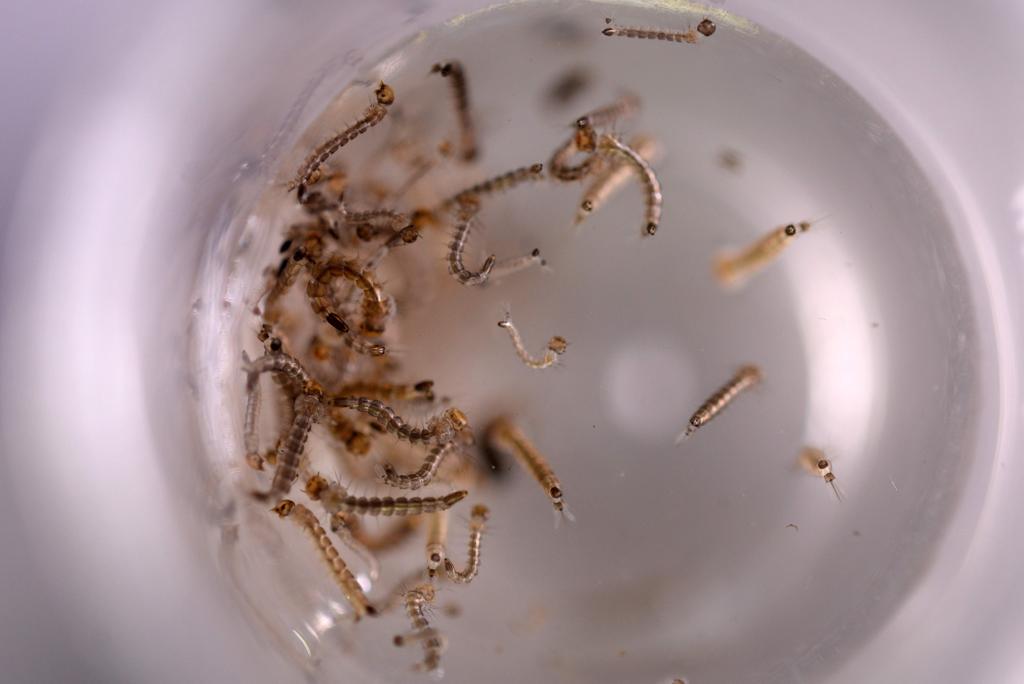 Larvas do mosquito Aedes aegypti, transmissor da dengue, do zika e da febre chikungunya | MARVIN RECINOS/AFP