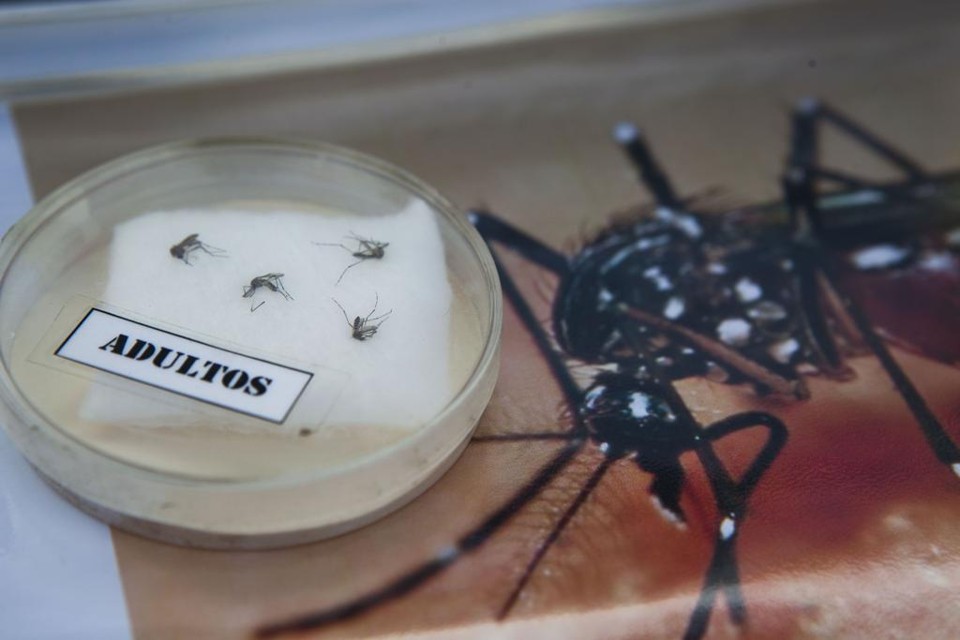 Aedes aegypti é o vetor das três doenças: dengue, zika e chikungunya | MARCO GARRO/AFP