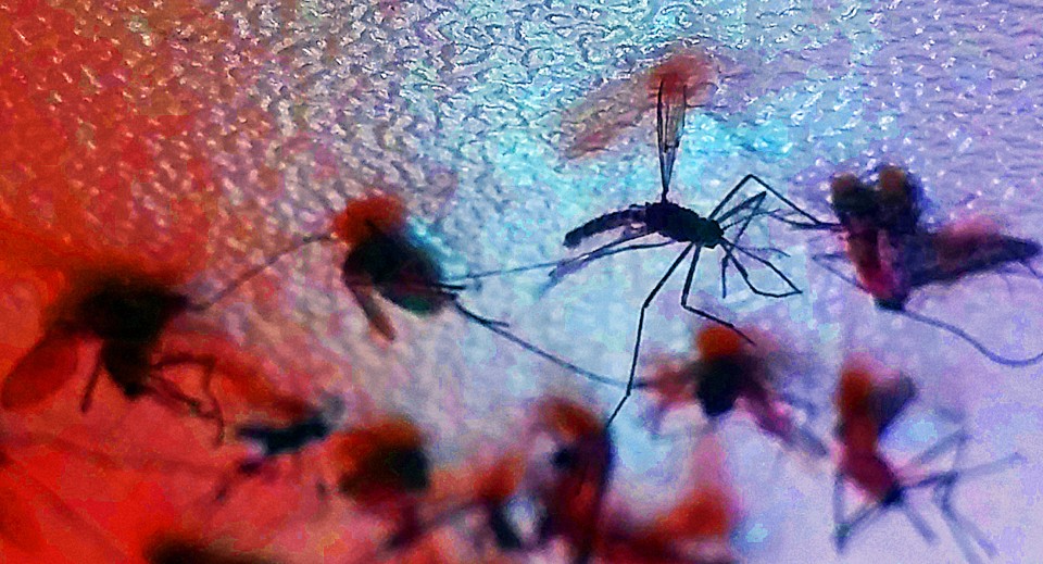 Vírus é transmitido pelo Aedes aegypti | Fernanda Carvalho/Fotos Públicas