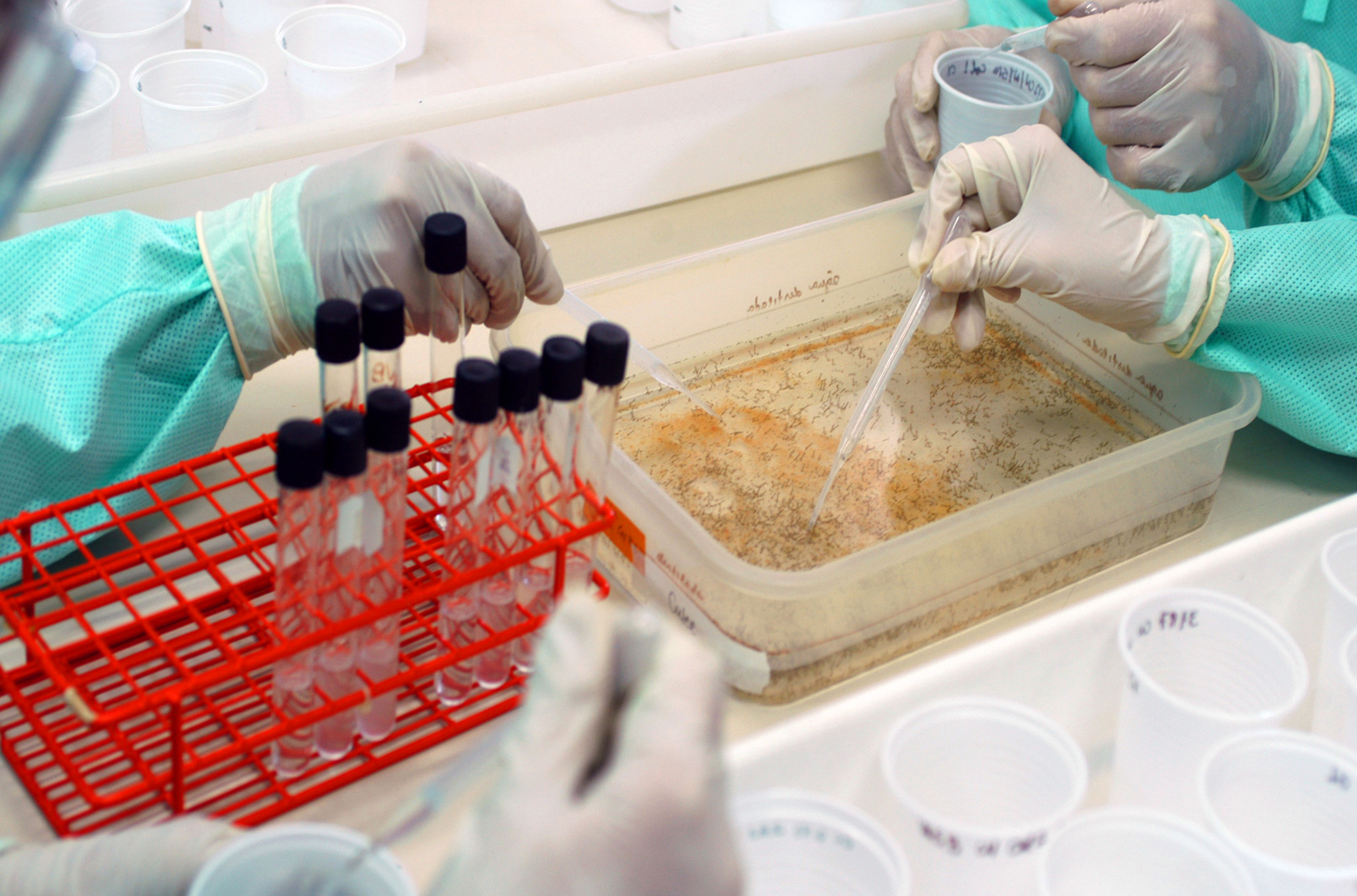 | Peter Ilicciev/Fiocruz Imagens