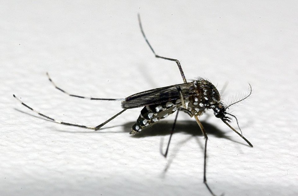 Aedes aegypti, o transmissor do zika vírus | Raul Santana/Fiocruz Imagens