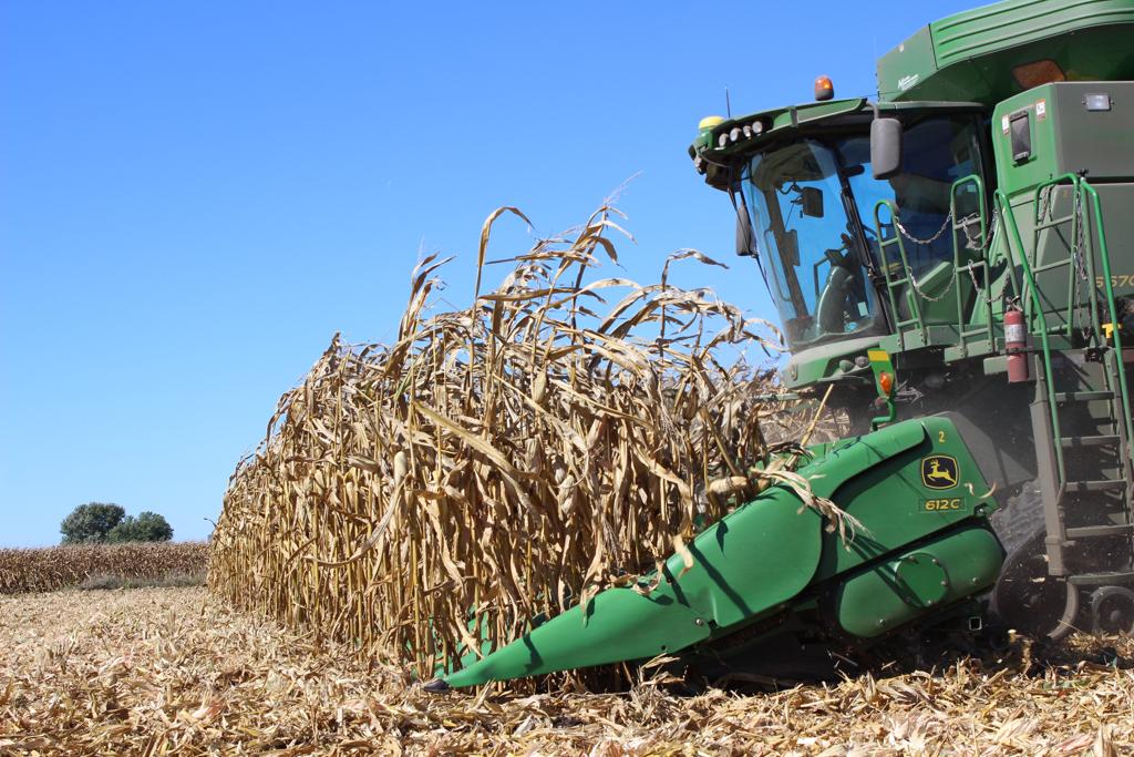 Usda não alterou previsões para o milho norte-americano em 2015/16. | Giovani Ferreira/Gazeta do Povo