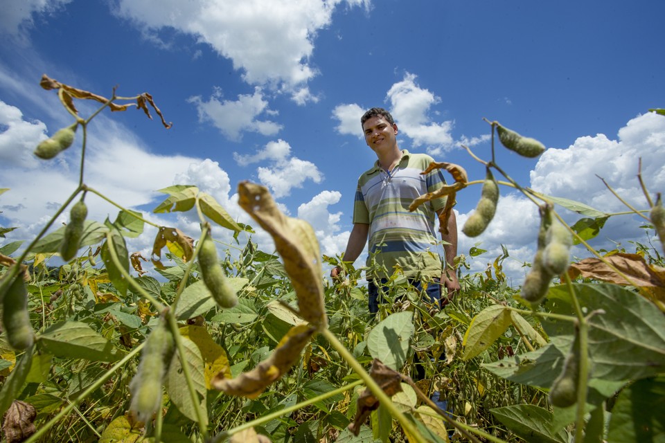 Jaques tem registrado produtividade média de 62 sacas por hectare na área já colhida. | Hugo Harada/Gazeta do Povo