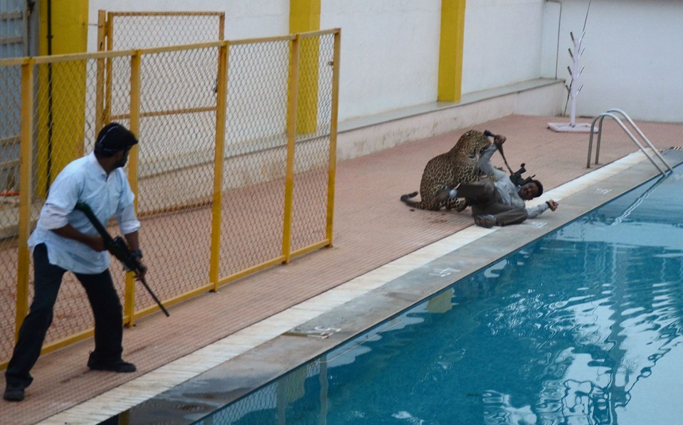Homem prepara tranquilizante para controlar leopardo que invadiu escola na Índia | STR/AFP