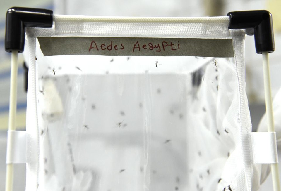 Exemplares do Aedes aegypti, o mosquito transmissor do zika vírus | HELMUT FOHRINGER/AFP