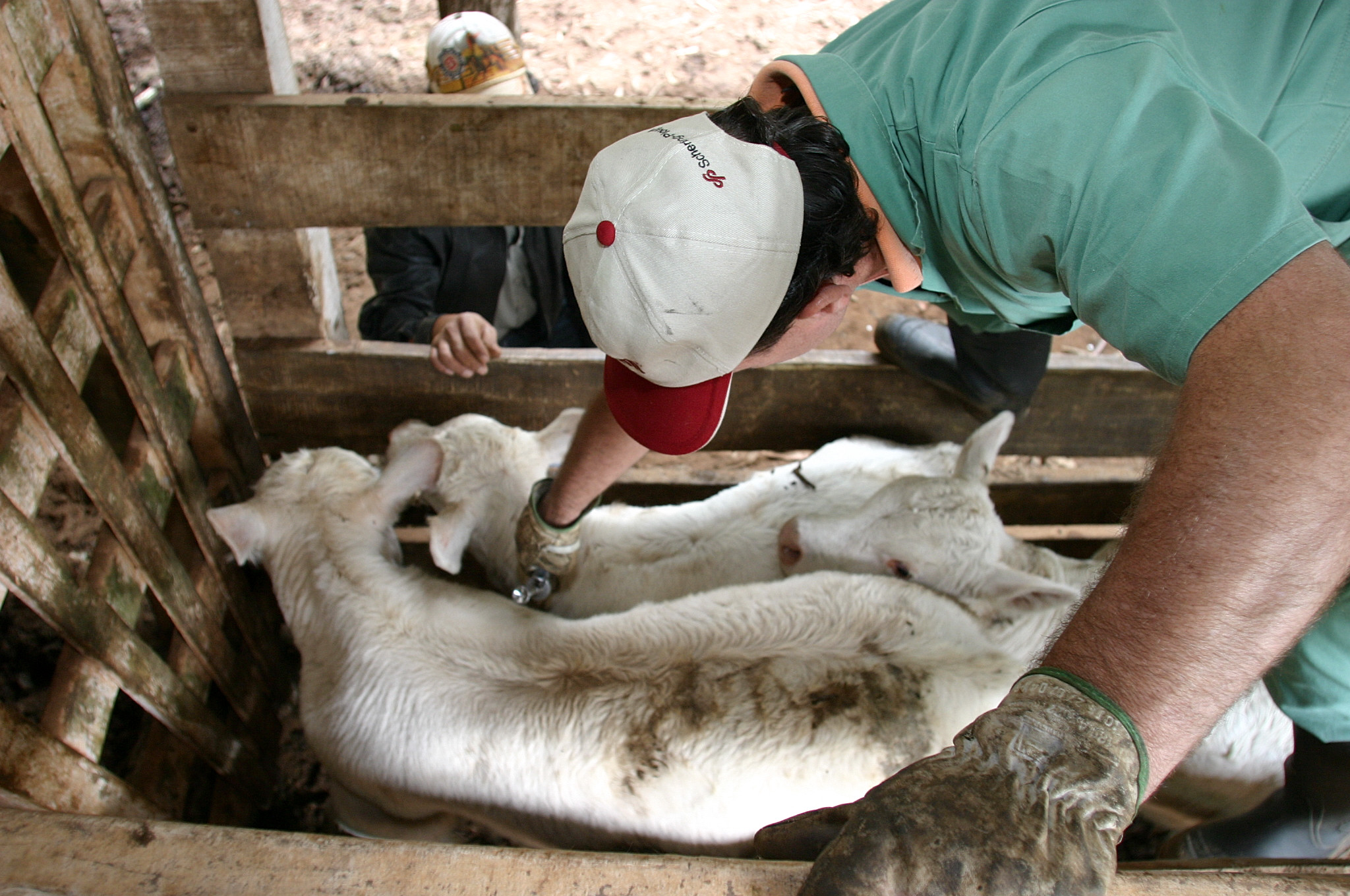 Vacina contra febre aftosa: o impasse longe de um desfecho. | Henry Milleo/Gazeta do Povo