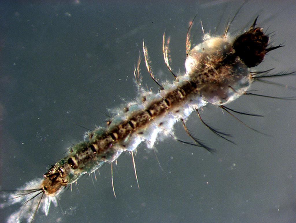 | Rodrigo Mexas/Fiocruz Imagens