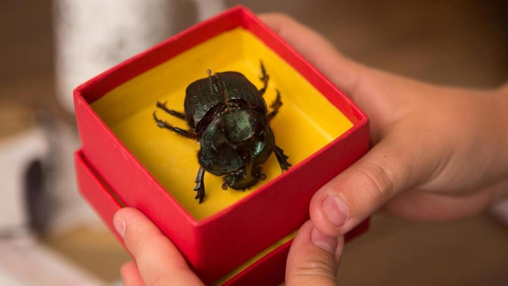 Livro de Lúcia Machado Almeida é um dos mais famosos da série Vagalume, lançada na década de 1970. | Aline Arruda/Divulgação