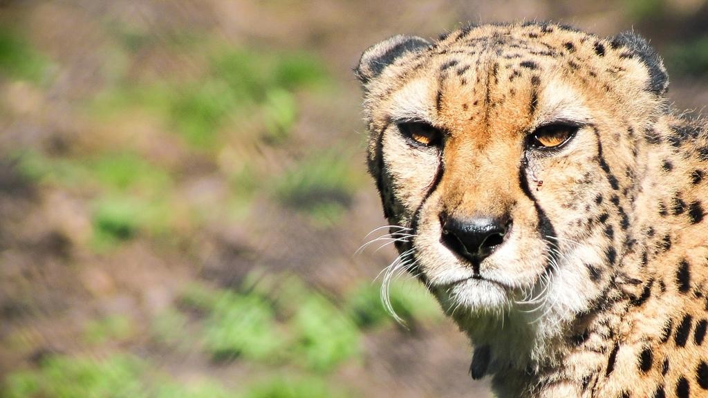 Fome diminui quantidade de substância no cérebro que atua no controle de impulsos emocionais.