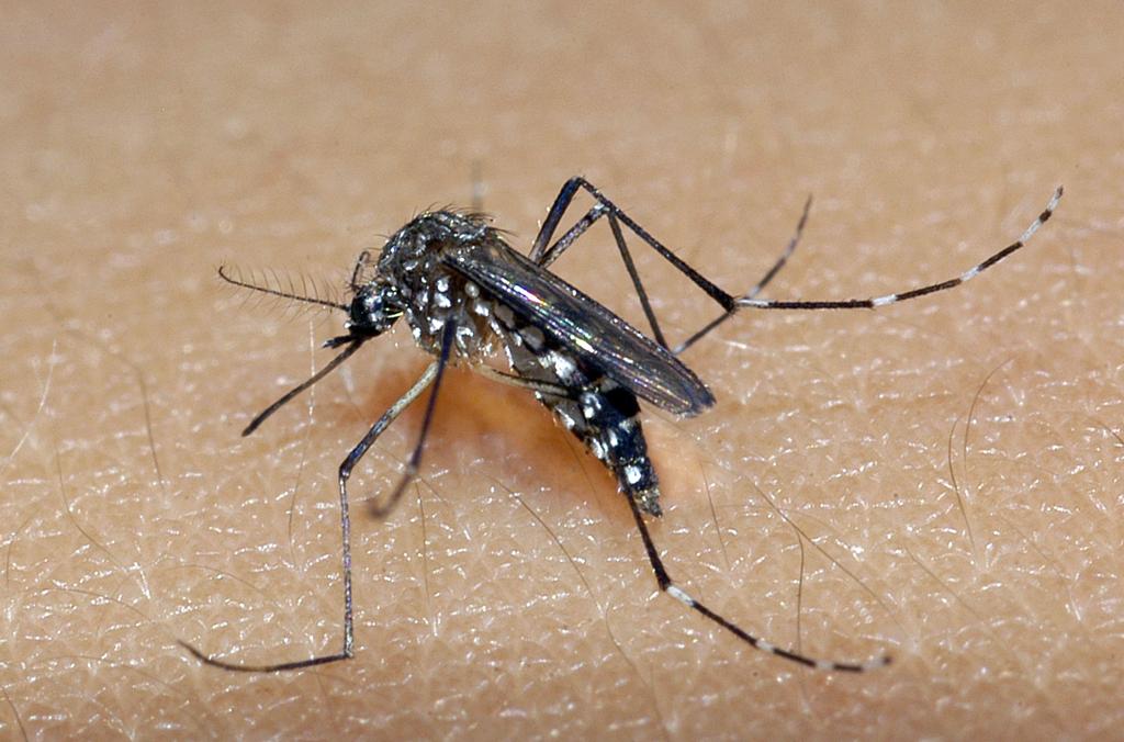 Aedes aegypti, mosquito transmissor do zika vírus | Raul Santana/Fiocruz Imagens