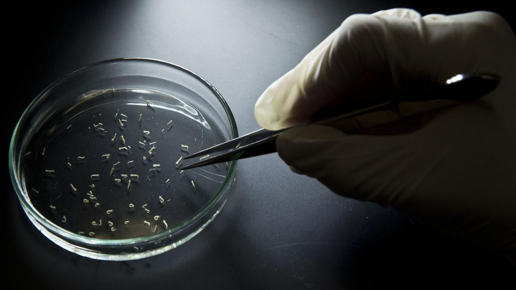 | NELSON ALMEIDA/AFP