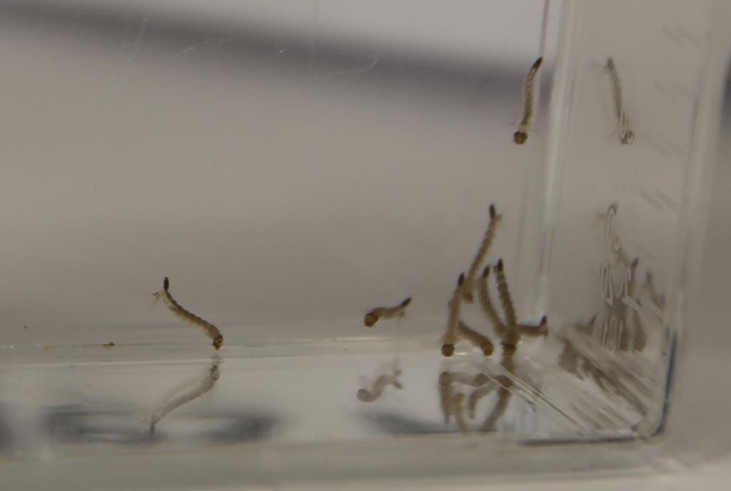 Larvas do mosquito Aedes aegypti, transmissor do zika vírus