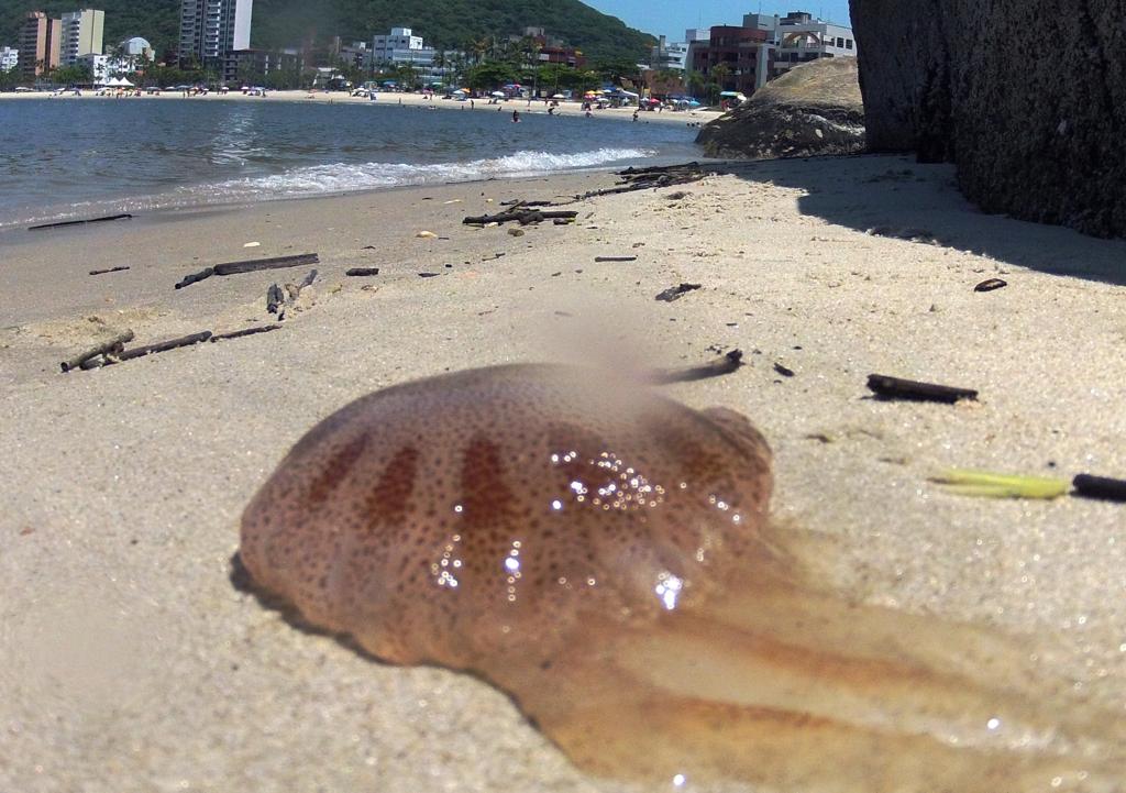 | Daniel Castellano /Gazeta do Povo/Arquivo
