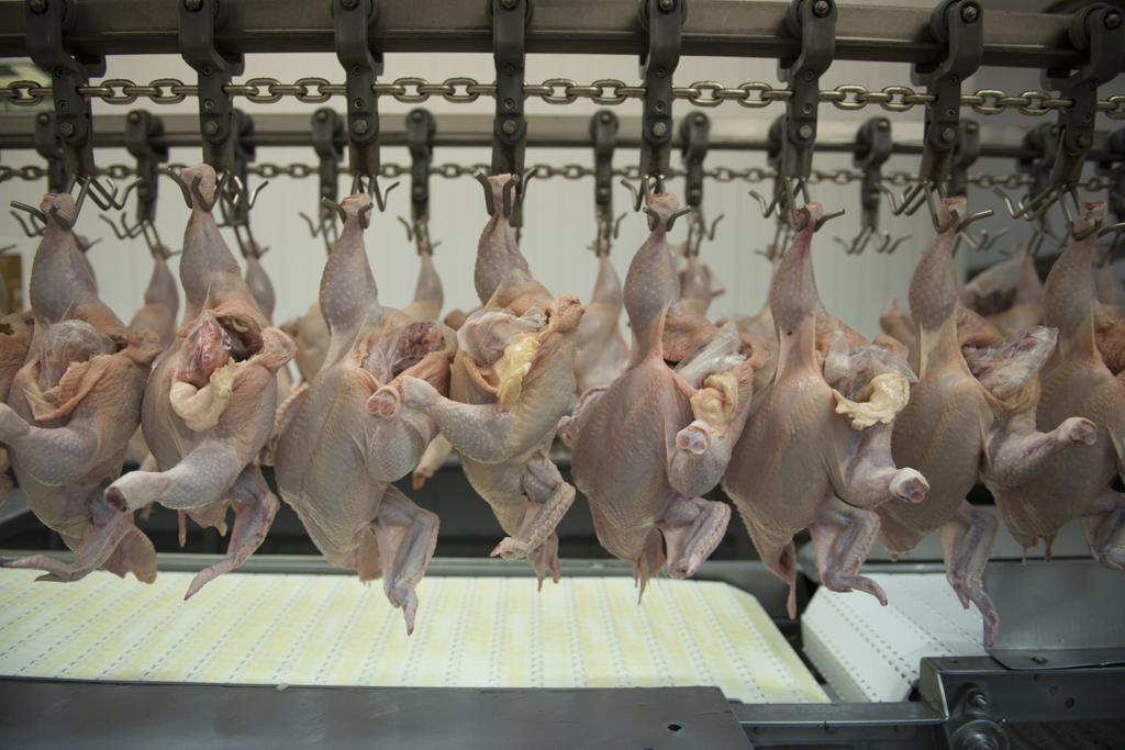 Segundo os avicultores, o aumento no preço da proteína branca é resultado da escassez de milho, usado como ração nas granjas. | HENRY MILLEO / Gazeta do Povo