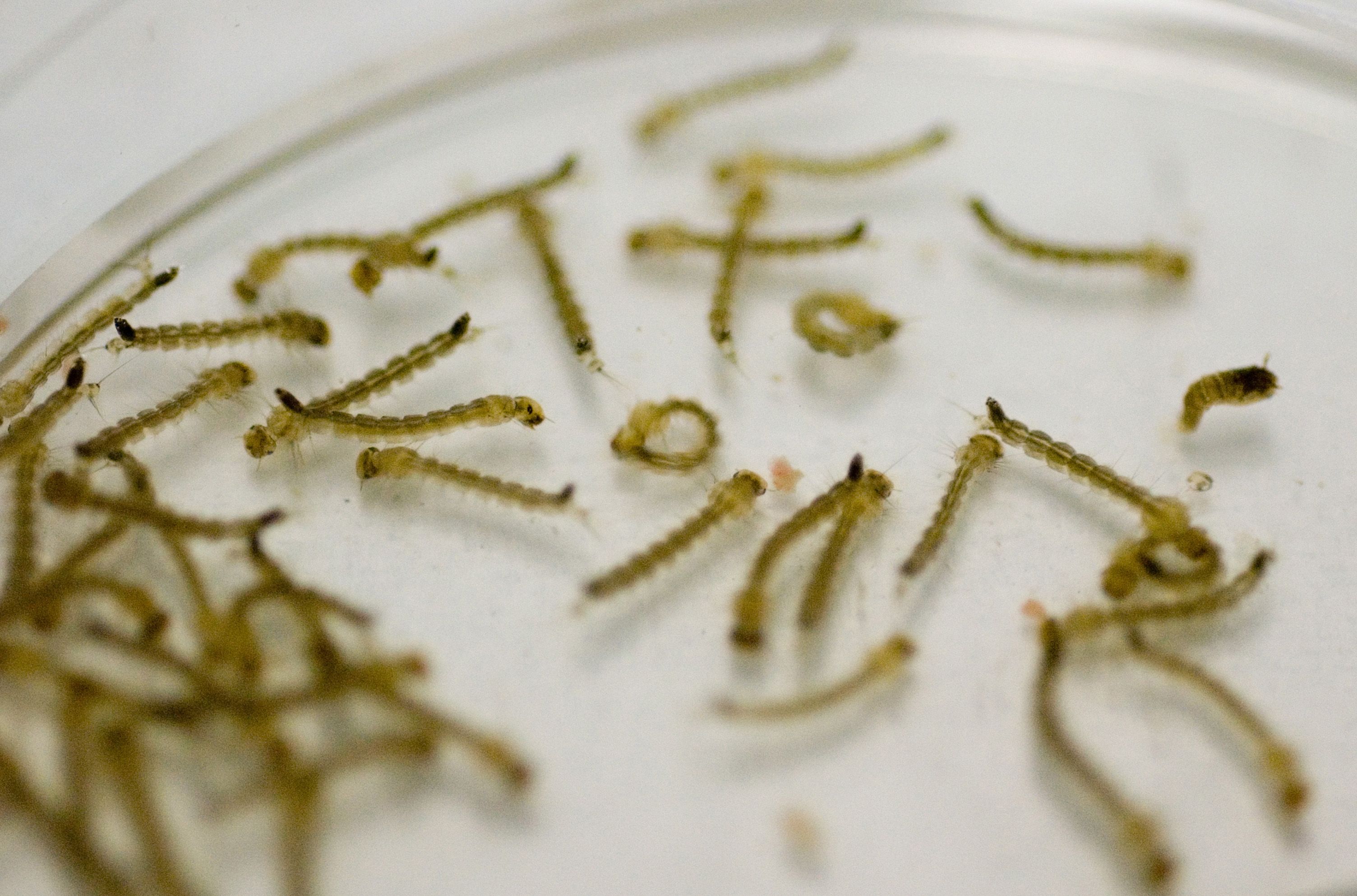 | Raul Santana/Fiocruz Imagens