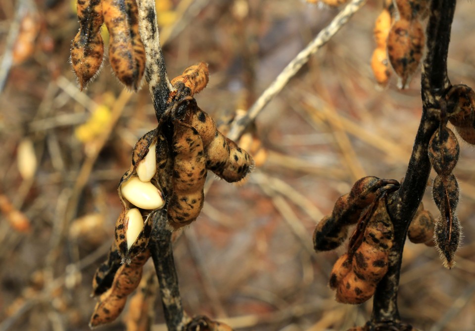 Em algumas regiões, soja ainda no campo perde produtividade. | Pedro Serapio/Gazeta do Povo