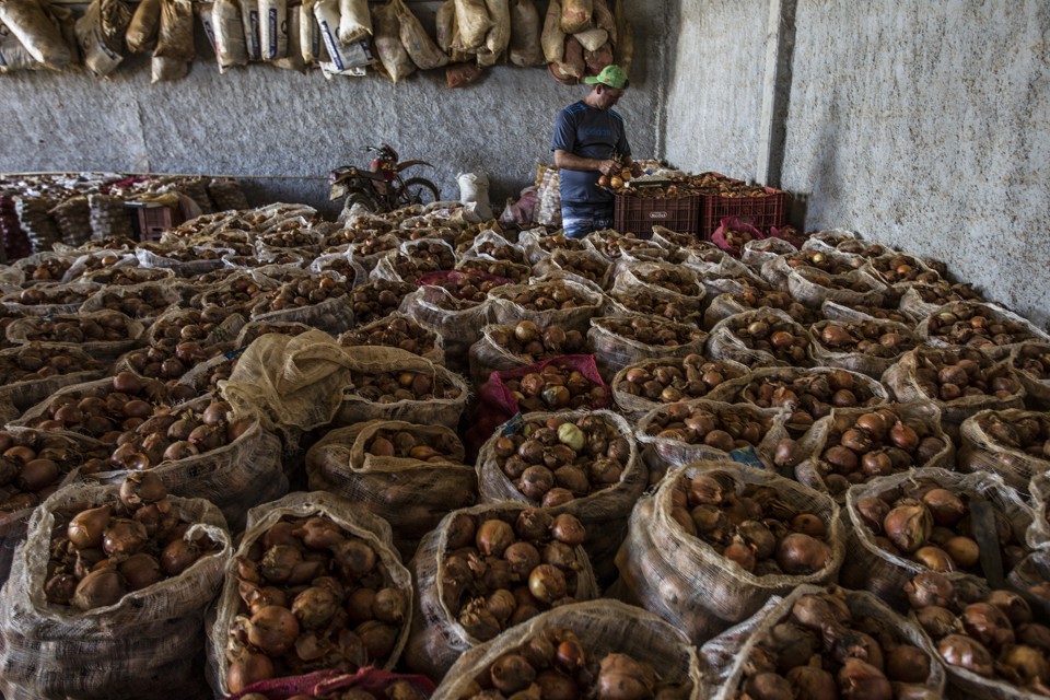 Mesmo com quebra de 20% na safra, o produtor Márcio Alex, de Campo Magro, conseguiu colher 100 toneladas de cebola. | Jonathan Campos/Gazeta do Povo
