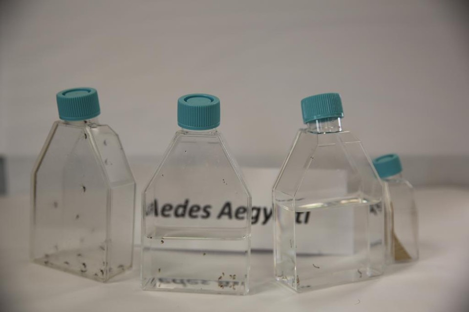Aedes aepypti, mosquito transmissor do zika vírus | HR@PAHO/WHO/Fotos Públicas