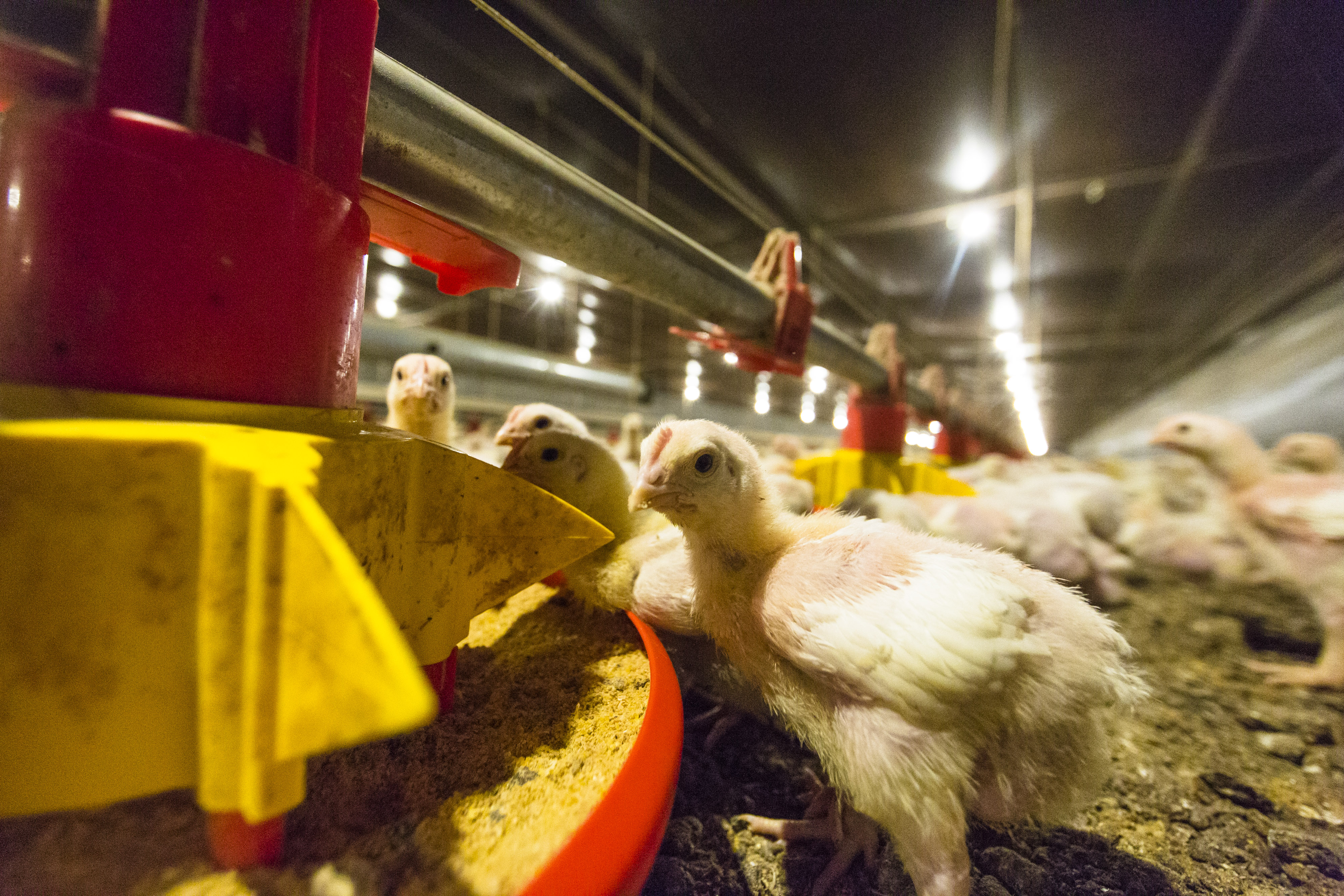 90% do preço do frango são determinados pelo milho. | Lineu Filho / Gazeta do Povo