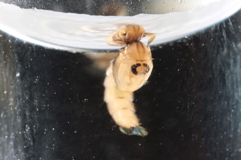 Aedes aegypti, na fase de pupa | Daniel Castellano/Gazeta do Povo/Arquivo