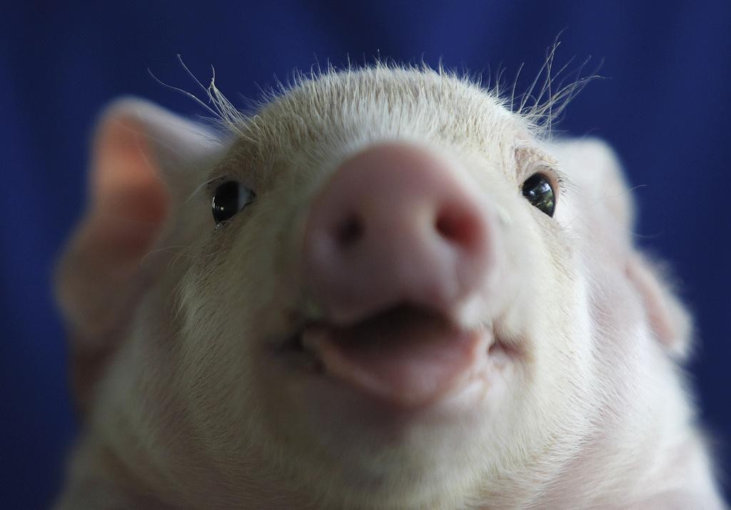 Doença não afeta suínos do Paraná há mais de 20 anos.