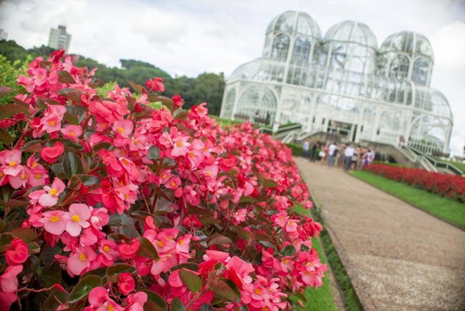 Canteiros do Jardim Botânico receberam 3 mil mudas de Sun Patiens | Divulgação/Gabriel Rosa/PMC