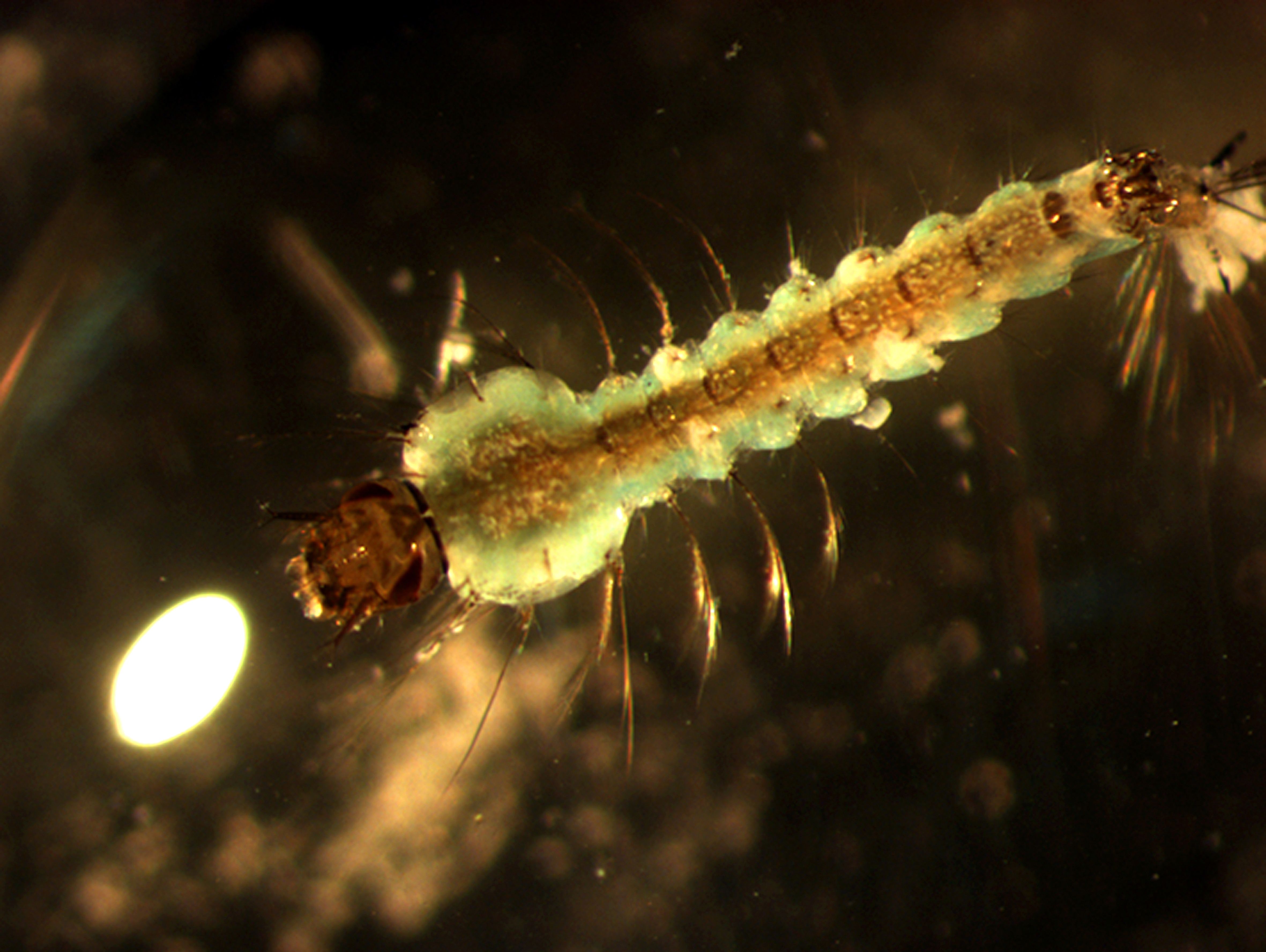  | Rodrigo Mexas/Fiocruz Imagens