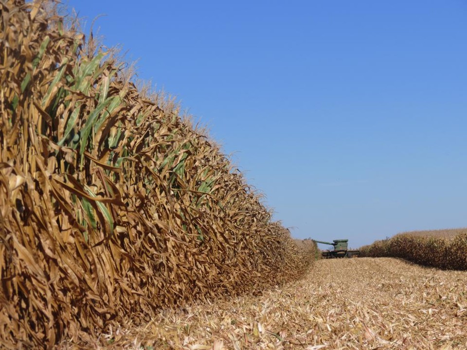 Nas contas do USDA, as lavouras do cereal devem se estender por 36,42 milhões de hectares na próxima temporada. | /Gazeta do Povo
