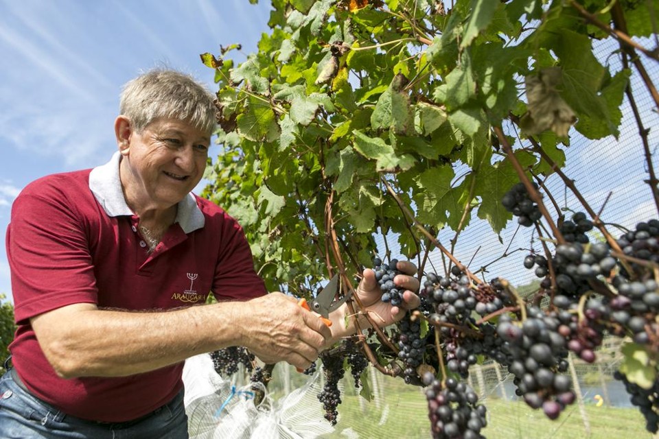 Renato Adur cultiva uvas francesas e italianas para produção de vinhos finos há nove anos: investimento de R$ 4 milhões. | Marcelo Andrade/Gazeta do Povo