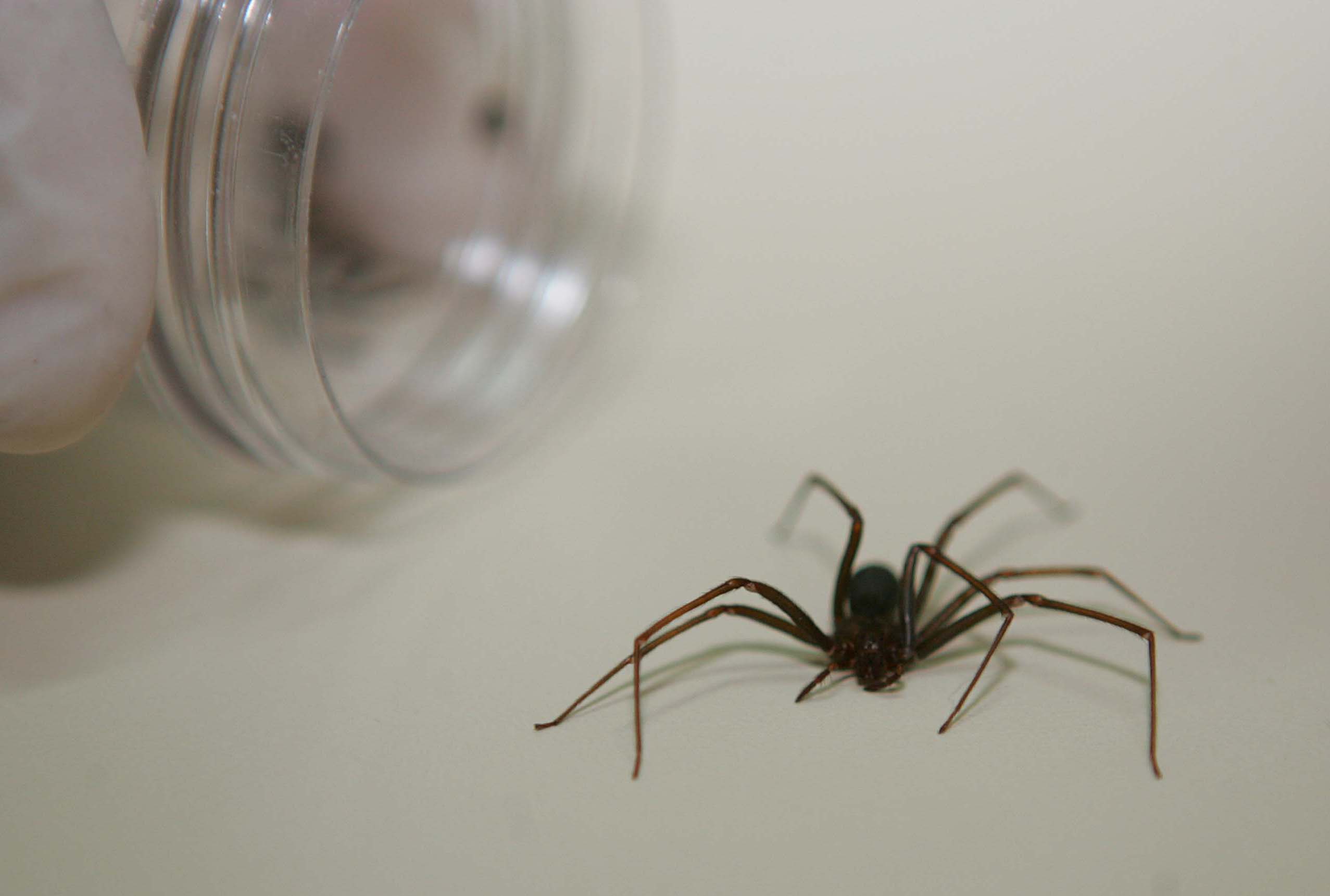 A aranha-marron mede cerca de 4 centímetros de diâmetro e gosta de se esconder em roupas, sapatos, lençóis e cobertas. | Ivonaldo Alexandre/Arquivo/Gazeta do Povo