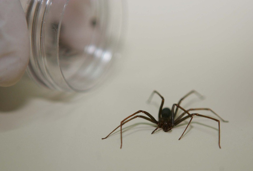 A aranha-marron mede cerca de 4 centímetros de diâmetro e gosta de se esconder em roupas, sapatos, lençóis e cobertas. | Ivonaldo Alexandre/Arquivo/Gazeta do Povo