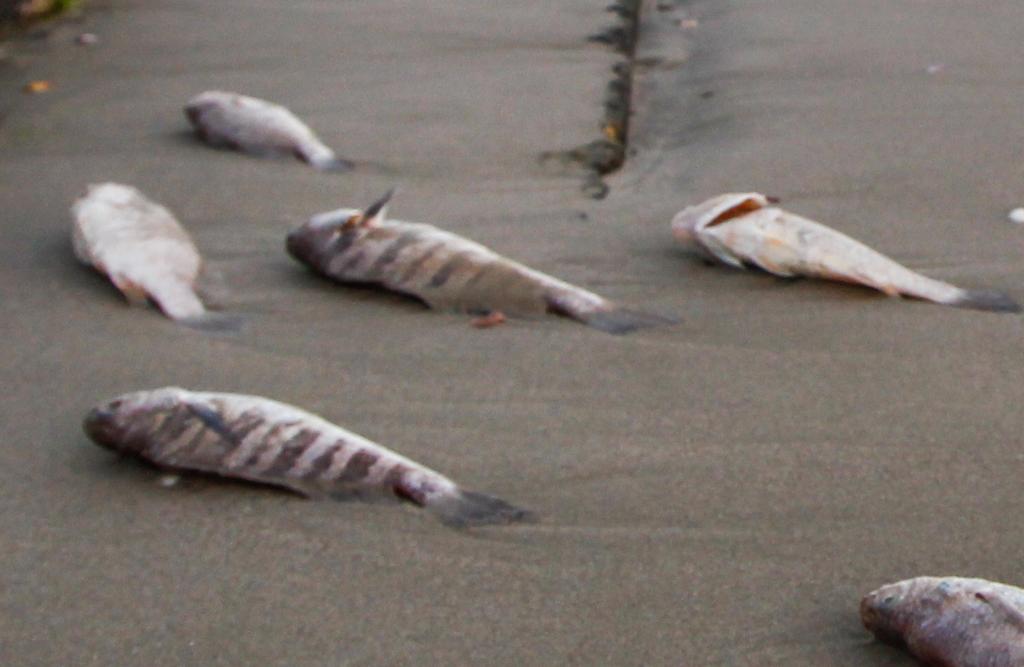 | Daniel Castellano /Gazeta do Povo/Arquivo