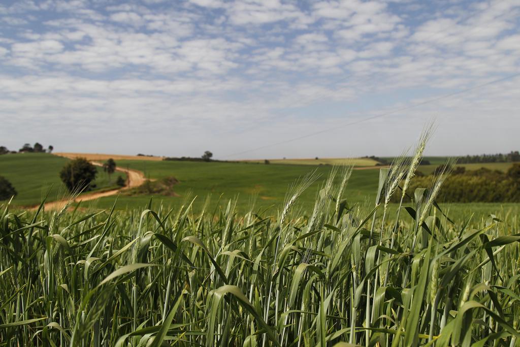 Na safra passada, o cereal do pão teve a área de plantio reduzida em 11,2% em relação a temporada 2014, de 2,7 milhões de hectares para 2,4 milhões de hectares. | Jonathan Campos/gazeta