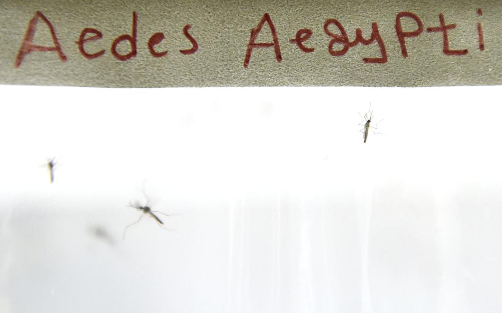 Aedes aegypti, mosquito transmissor do zika vírus | HELMUT FOHRINGER/AFP