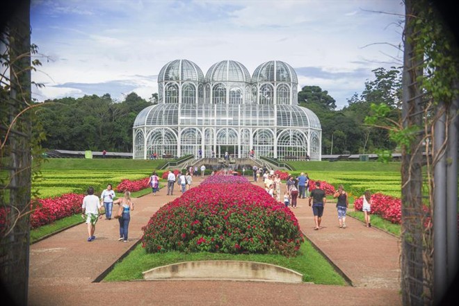 A planta é modificada geneticamente para apresentar maior resistência às mudanças climáticas | Divulgação/Gabriel Rosa/PMC