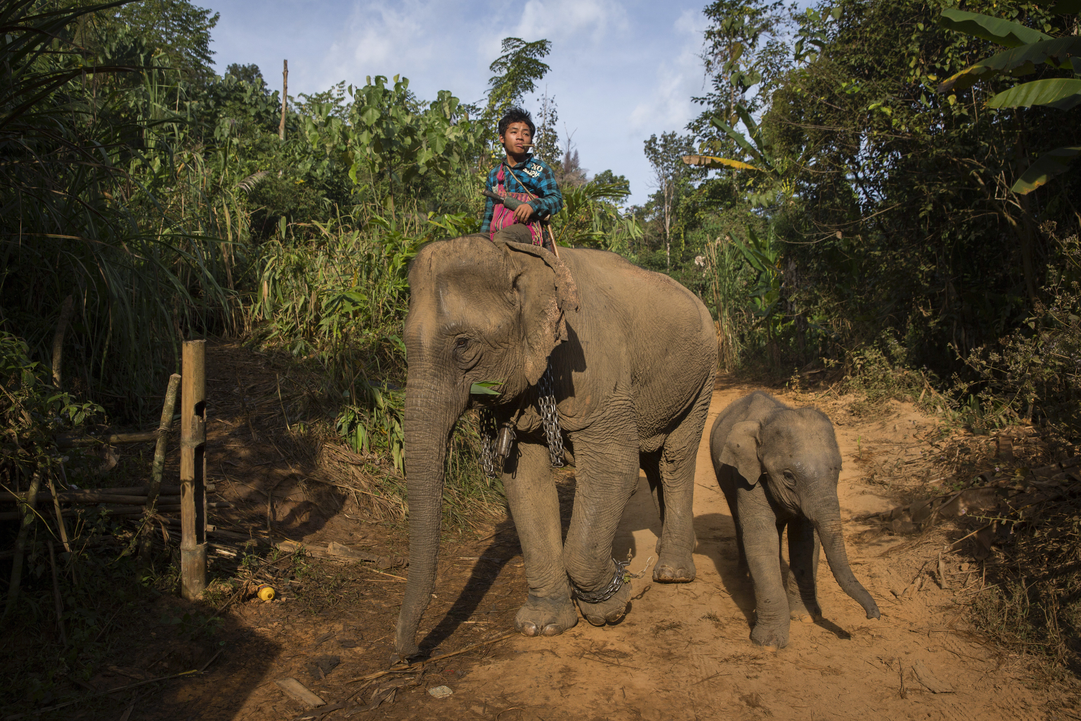 Mahout A Thay Lay monta o elefante desempregado Hsar Hlay, ao lado do filhote Mojito. | ADAM DEAN/NYT