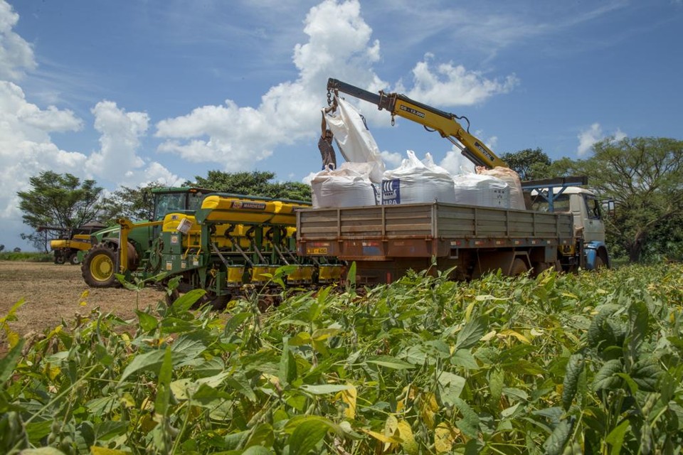 Produtos estão usando as sementes que encontram no mercado, muitas vezes sem a qualidade ideal. | Hugo Harada/Gazeta do Povo