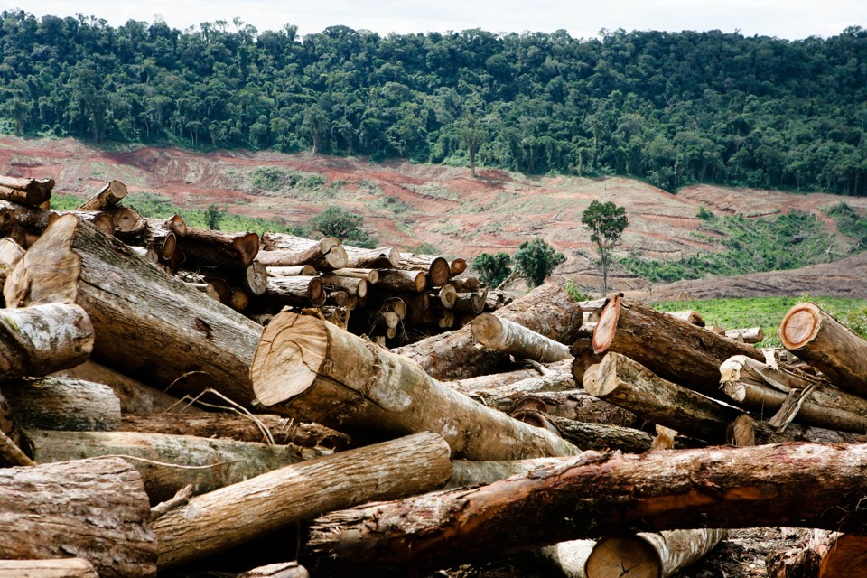 O desmatamento é um dos fatores ambientais que ajudam na proliferação de vetores de doenças como o zika vírus. | Henry Milléo
/Gazeta do Povo