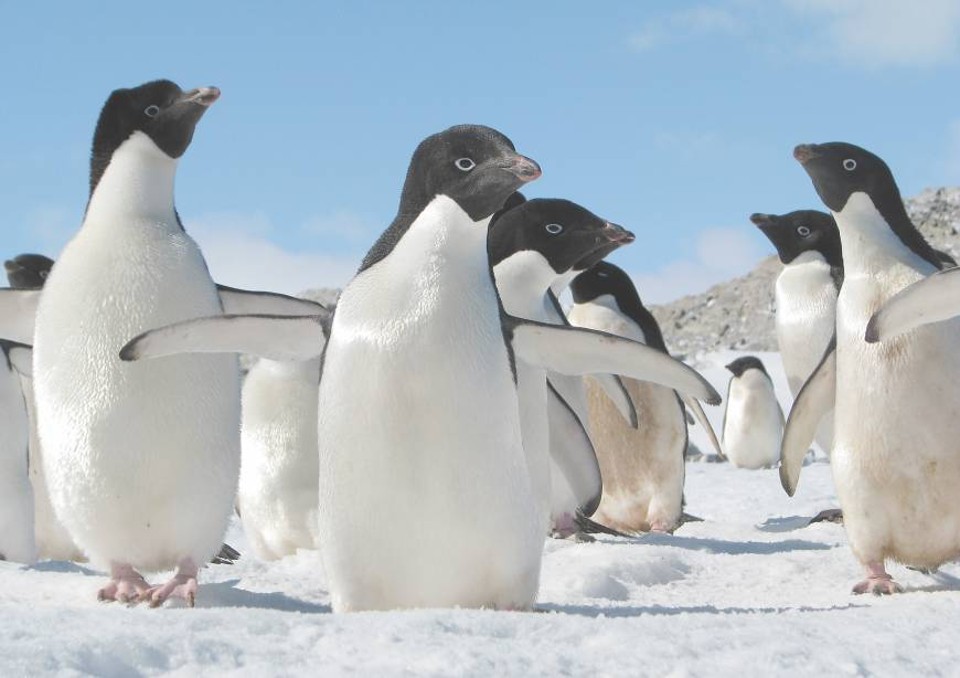 Iceberg ameaça 150 mil pinguins na Antártida Iceberg ameaça 150 mil pinguins na Antártida
