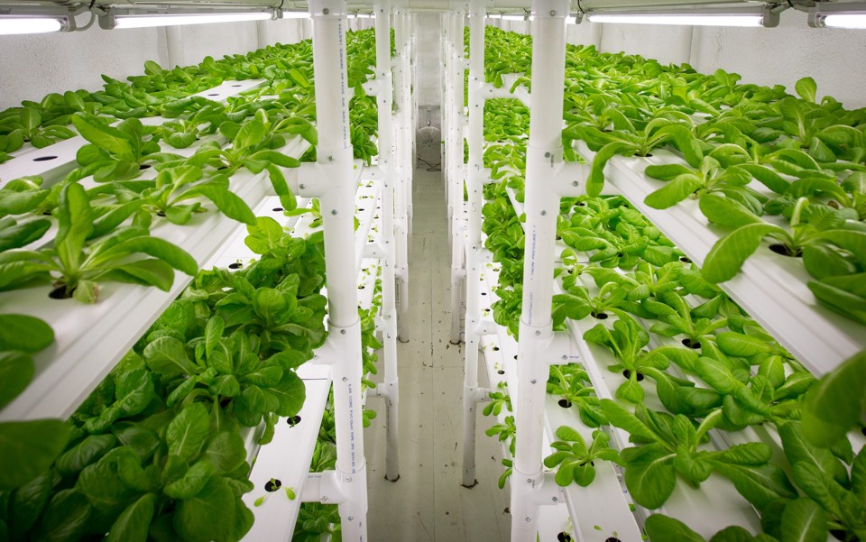 CropBox, contêiner fazenda de 30 m², em que é possível produzir até 2,8 mil pés de diferentes culturas simultaneamente. | /Divulgação